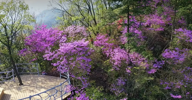 还看映山红？安徽大别山深处万株野生映山蓝正开，免费的蓝紫梦境