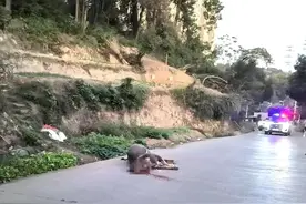 疯牛暴怒遭枪毙 屠宰工人历劫被救引反思图片