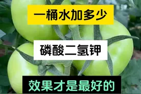 揭秘！一桶水放多少磷酸二氢钾？10大作物用量表曝光"图片