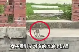 女子在路边叫了一声“咪咪” 流浪猫奋不顾身从对岸游了过来 网友:凭实力改变“喵生”图片