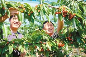 西安市灞桥区 甜蜜樱桃挂满枝 铺就红火致富路图片