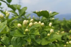 要让茉莉开满花，3种臭水浇一浇，花满枝头，不停开花，枝叶翠绿图片