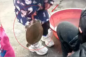 湖南一女孩被甲鱼咬住手，疼得哇哇大哭，网友：赶紧把头剁了！图片