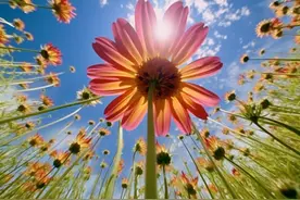 赏花拍出高级感，手机拍照有模板，花朵照片又仙又美图片