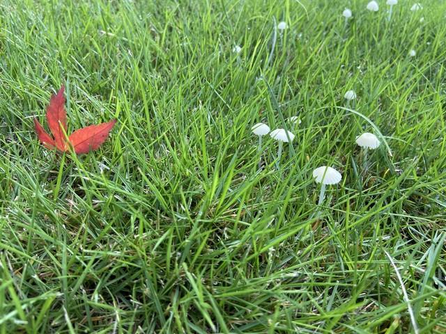 一枕残梦落旧事，半解人生添新忧(原创首发)