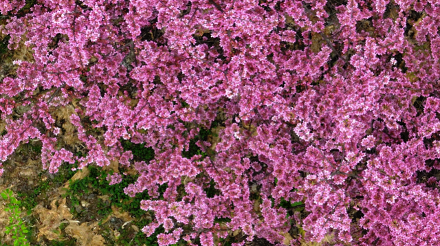 赶紧收藏！德阳最新春游地图来了……