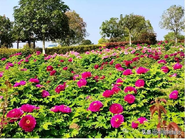 花漾湖北・清明百景图｜湖北随县：神农谷里牡丹开，十里香风入梦来
