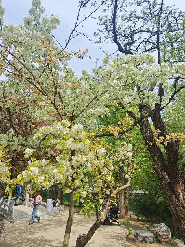 满园春色关不住 独领风骚樱花秀