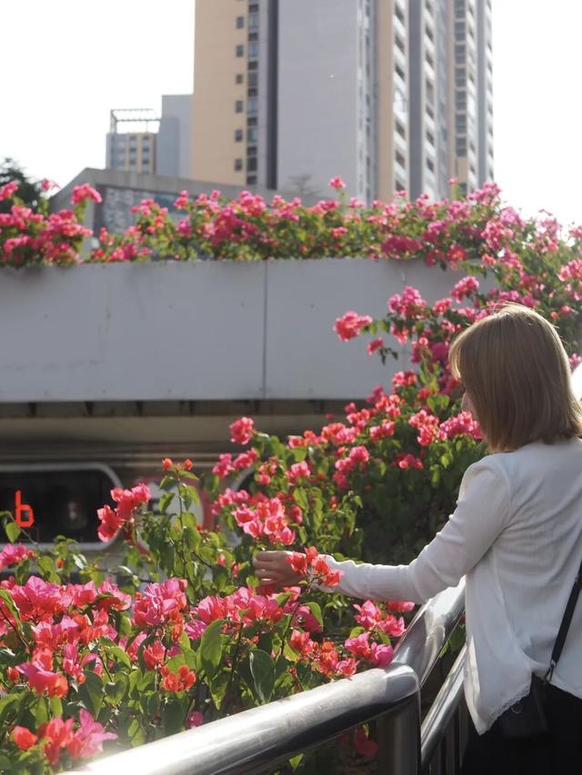 龙岗秋冬浪漫打卡指南来了！瀑布花海、空中花路…这份粉色攻略快收好！