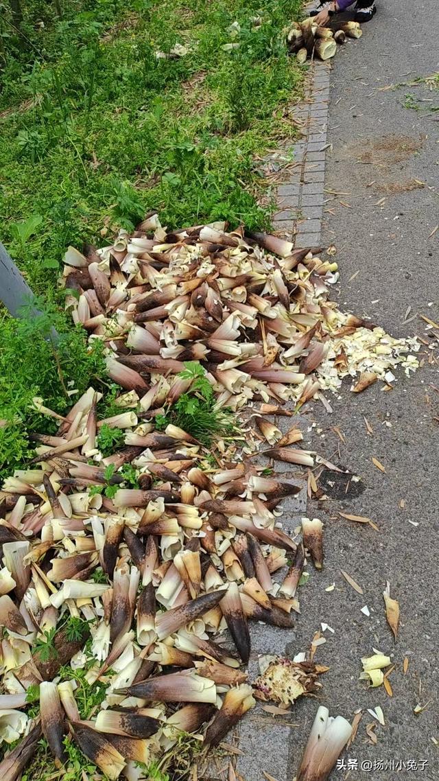 她乐乐地游，我遥遥地观