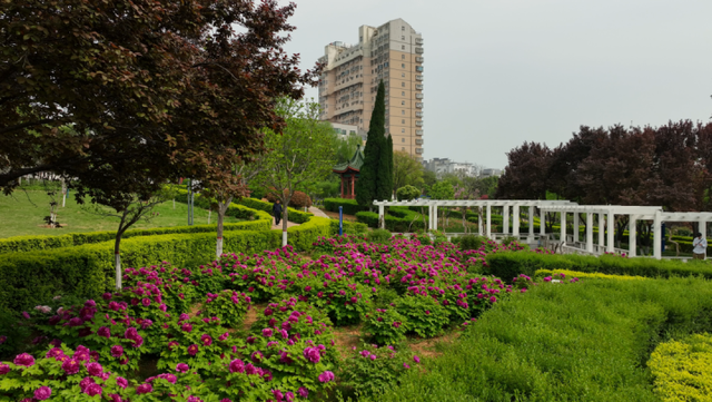 河南新安县:牡丹盛开家门口 市民乐享好春光