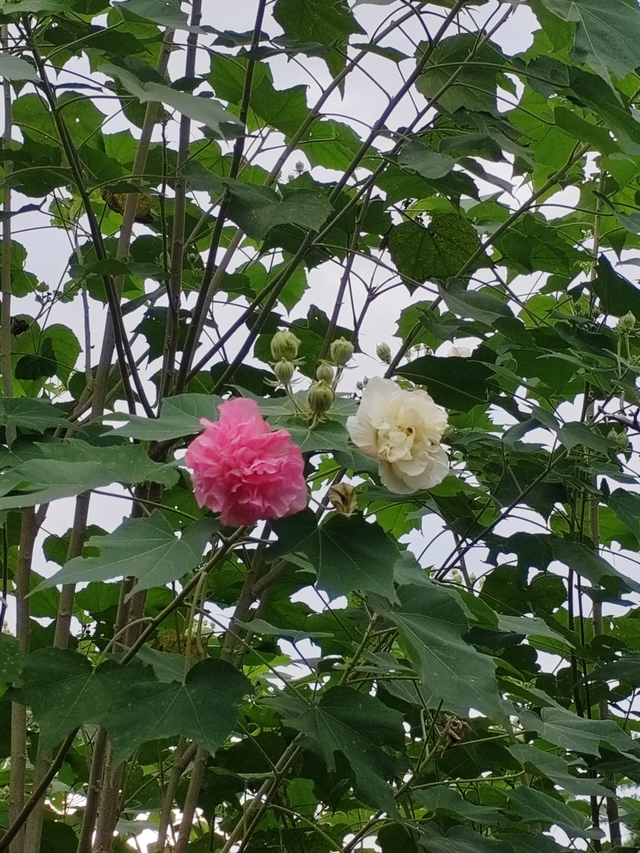 成都这个公园胜过绕城绿道，含氧量达100%，地铁3号线直达！