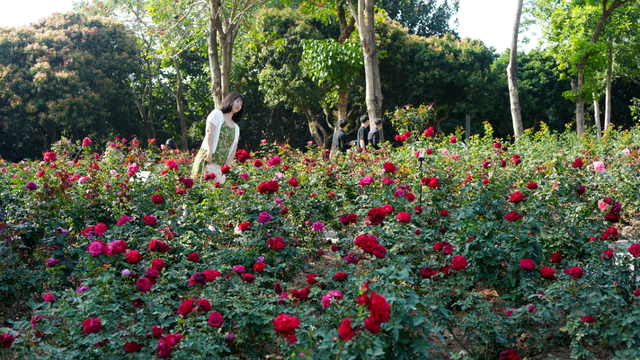 2026深圳国际月季文化年，精彩不打烊！