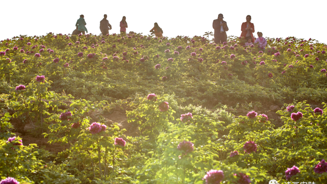 看不完，根本看不完！