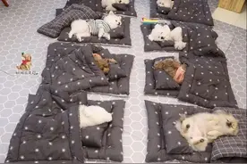 边牧第一次去日托班就惨遭开除？老师：它把同学当羊牧...图片