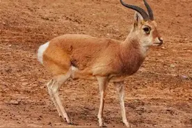 蒙古每年数万只黄羊偷渡至我国，图的是什么？不来这边会死吗？图片