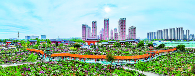 四月菏泽 人间最美的风景——中外游客共赴花事，乐享春日美好时光