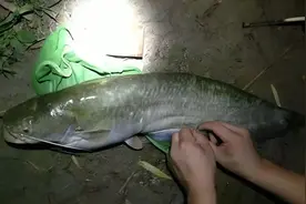 野钓鲶鱼的五个技巧，老钓鱼人常用，河里有鲶鱼不担心钓不到图片