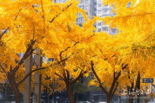 又到落叶季！错过等一年~