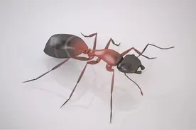 教大家一招团灭红火蚁的好办法——直接活埋图片