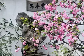 知否知否？苏州这些地方海棠最美图片