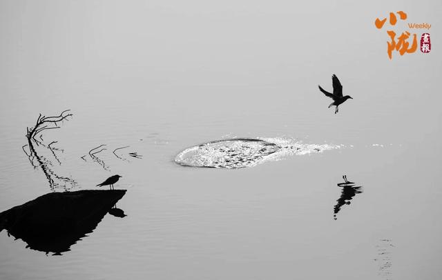 【小陇画报·429期】永靖秋韵：黄河之畔的诗意画卷