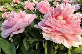 4月10日牡丹花情预报图片