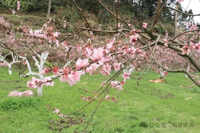 高山桃蕊绽芳华 花海映美苗乡寨——车田苗族乡黄宝村黄桃花绘就生态观赏新景致
