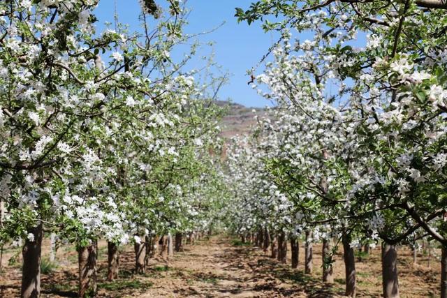 以花为序，礼县邀您共赴一场春日之约~