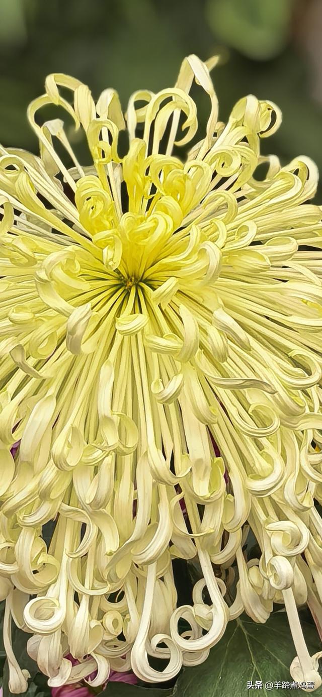 秋风独宠一园菊，晚来香艳出樊篱——北京北海公园2025年菊花展