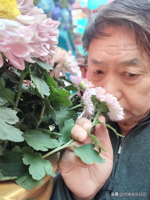讲述我的写作故事43，《2025年开封赏菊记》。