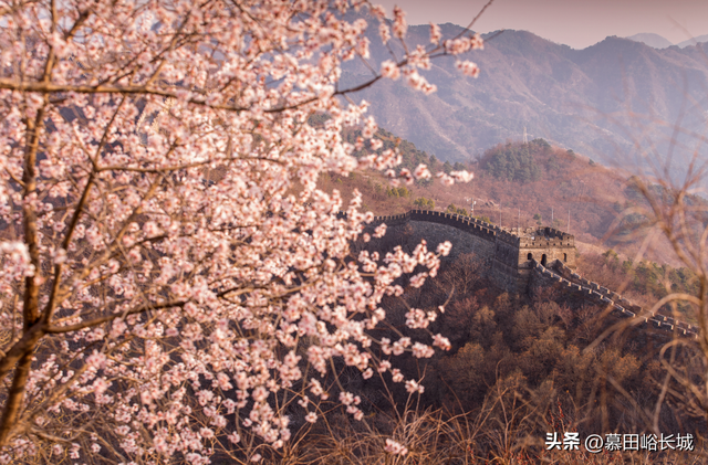 今日清明 慕田峪长城邀您踏青寻春