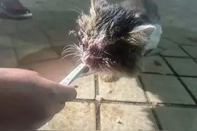 揪心！小猫四肢骨折、双眼受伤图片