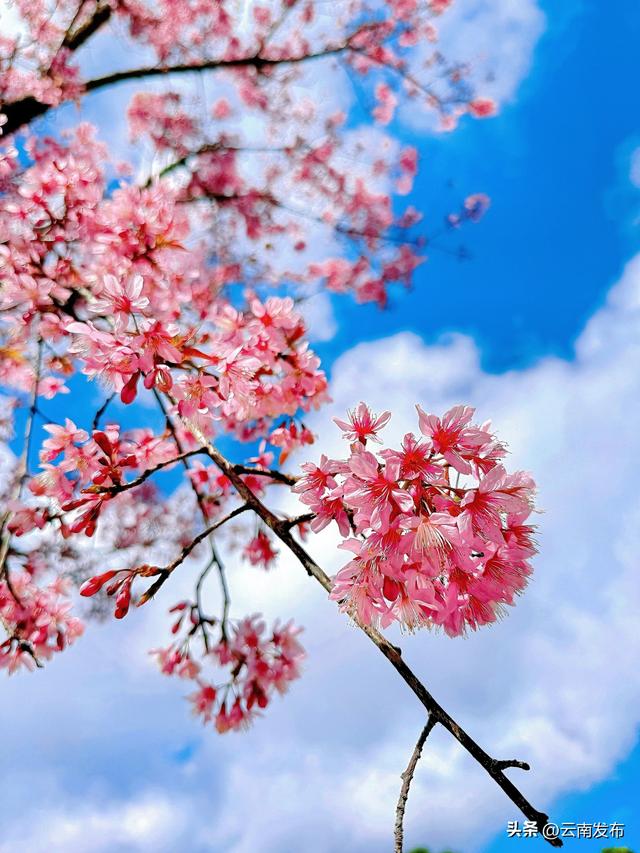 当冬樱遇上茶园！楚雄双柏白竹山粉绿秘境美成诗~