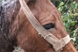 四川峨眉山景区小毛驴负重前行，泪目瞬间引发网友热议图片