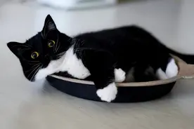 “旺家猫”的7个特征，如果养了一只，说明你要走好运！图片