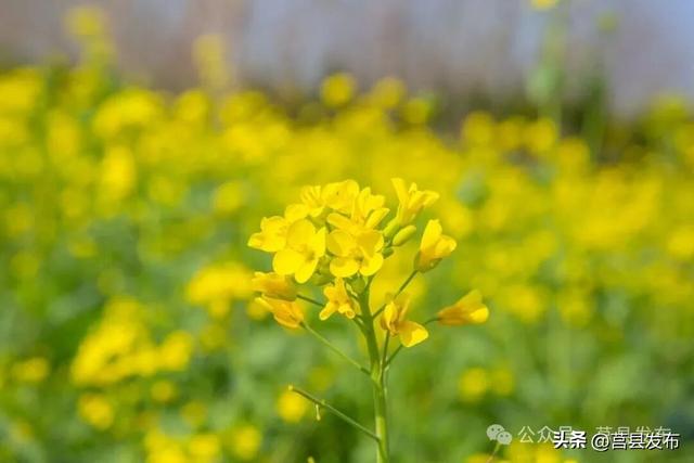 莒县沭河公园油菜花迎来盛花期！