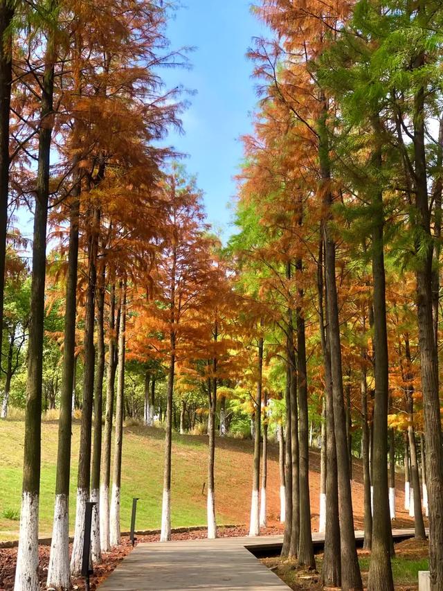 秋色斑斓美如画