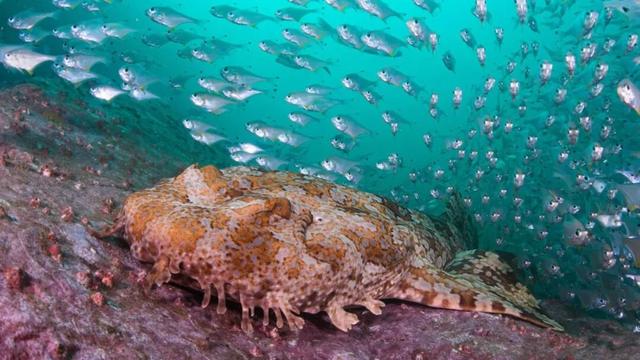 迄今世界第一大蛛网：106平米，11万只蜘蛛的家