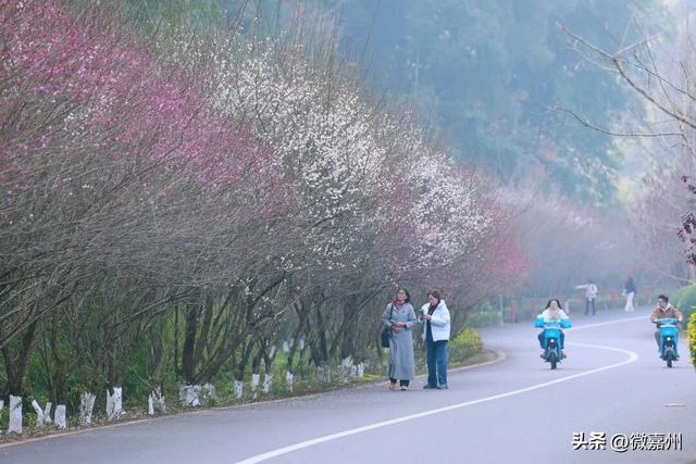 梅香漫绿心 嘉州绿心公园迎赏梅热潮