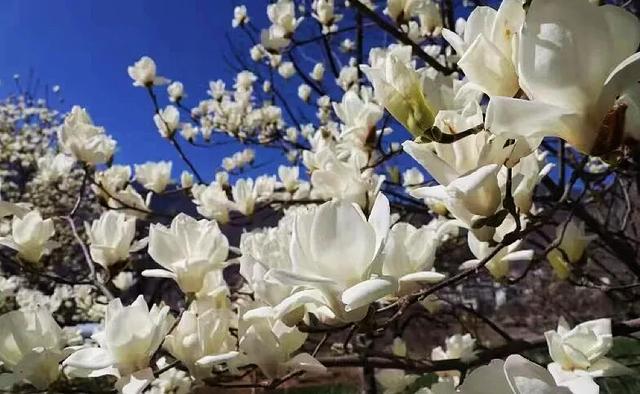甘南:一半春雪 一半花海