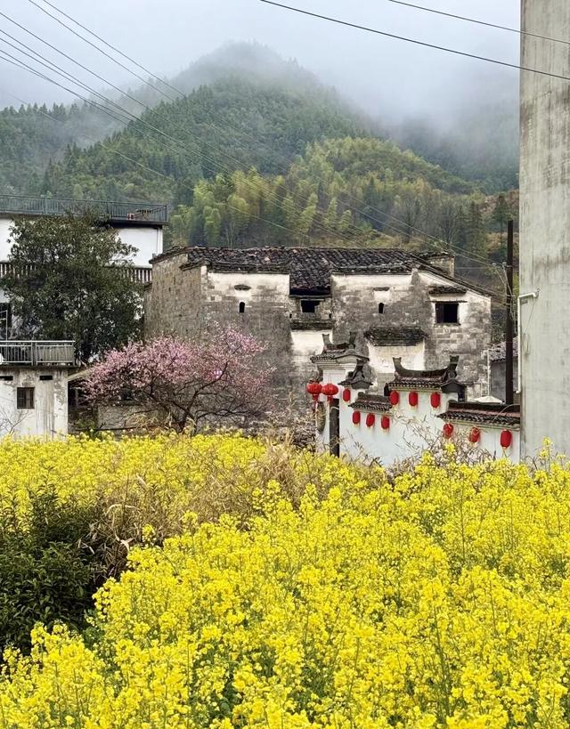 不是婺源，比婺源还美十倍！4000亩桃花美过日本，居然还能遛娃！