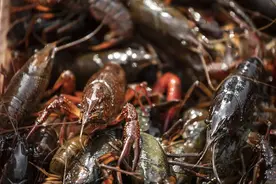 小龙虾自由，就这么实现了？图片