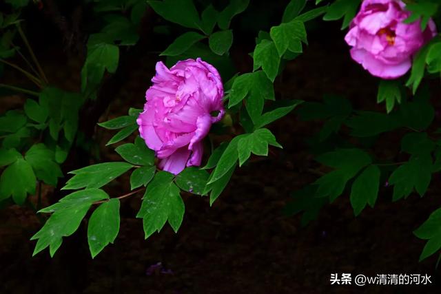 极美洛阳城牡丹迎春吐蕾绽放