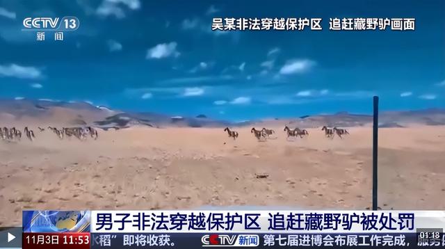 雪豹咬人真相澄清！央视断言：女子违规靠近雪豹，景区警告当摆设