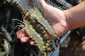 罗氏虾、基围虾都是“激素”泡大的？其实这5种虾才是“问题虾”图片