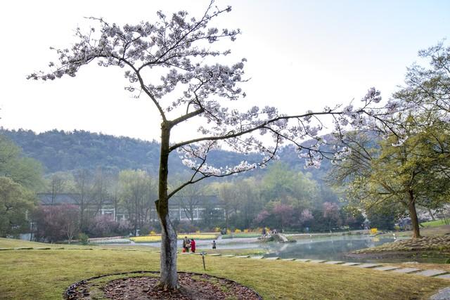 杭州西湖花开了，但我劝你先看完这篇再去