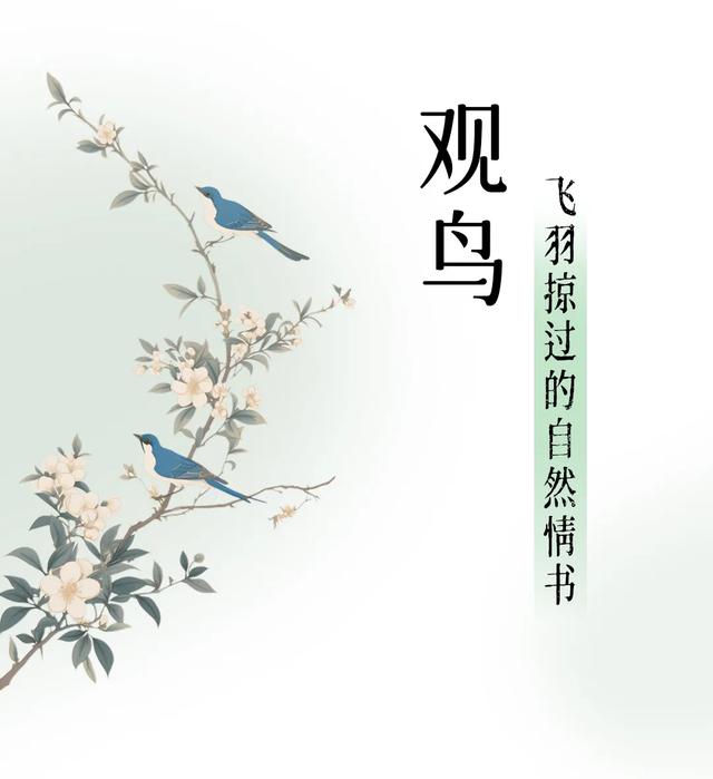 古树观鸟“宝藏图鉴”,带您指尖出发!解码年轮密码,捕捉飞鸟轨迹~ | 皖美夏日