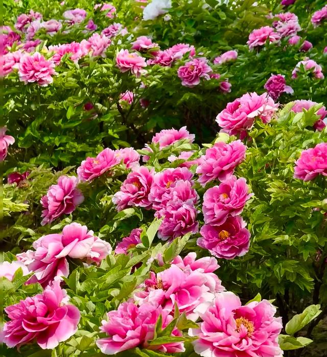 别再只知道龙门石窟！洛阳真正值得去的地方，全在这篇里