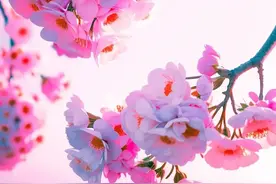 🌺《春意浓》🌺图片
